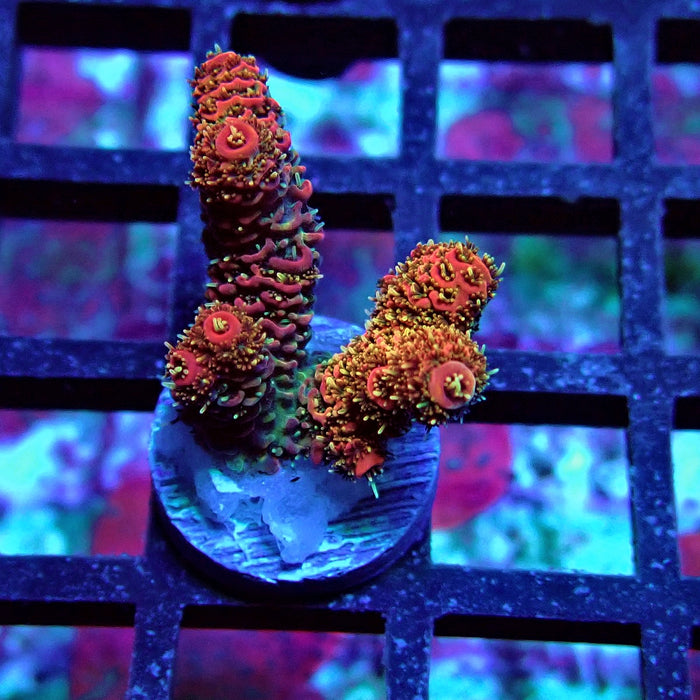 Pink Millepora Acro