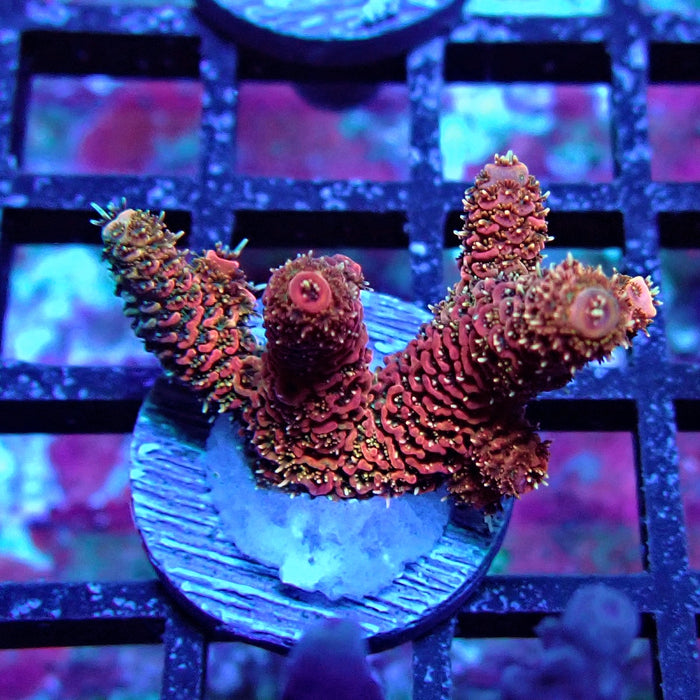 Pink Millepora Acro