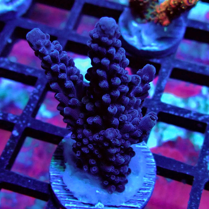 Purple Slimer Acro