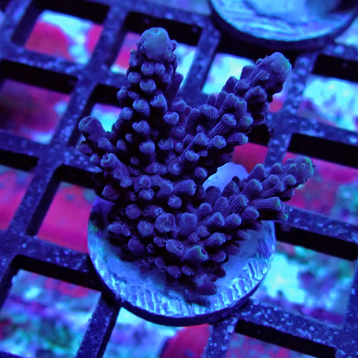 Purple Slimer Acro