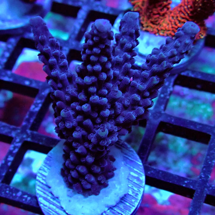 Purple Slimer Acro