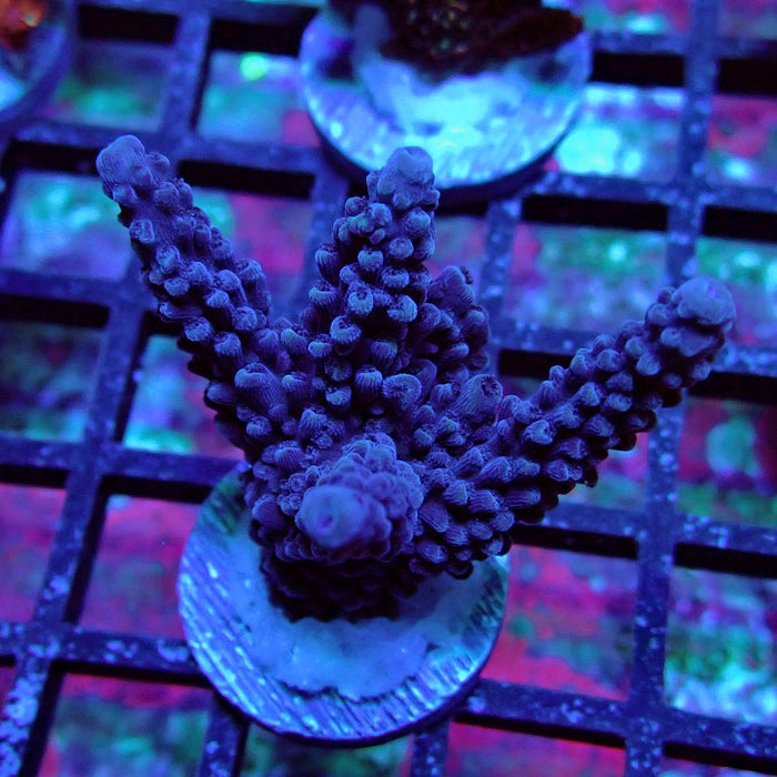 Purple Slimer Acro