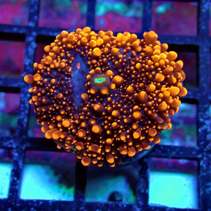Fiery Ricordea Yuma Mushroom