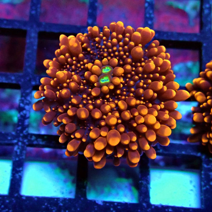 Fiery Ricordea Yuma Mushroom