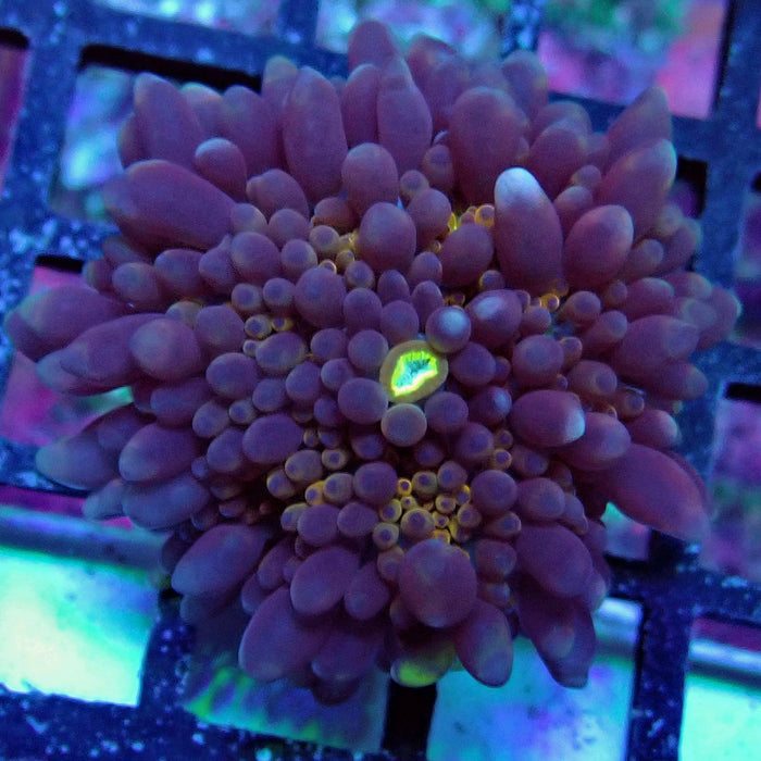 Ricordea Yuma Mushroom