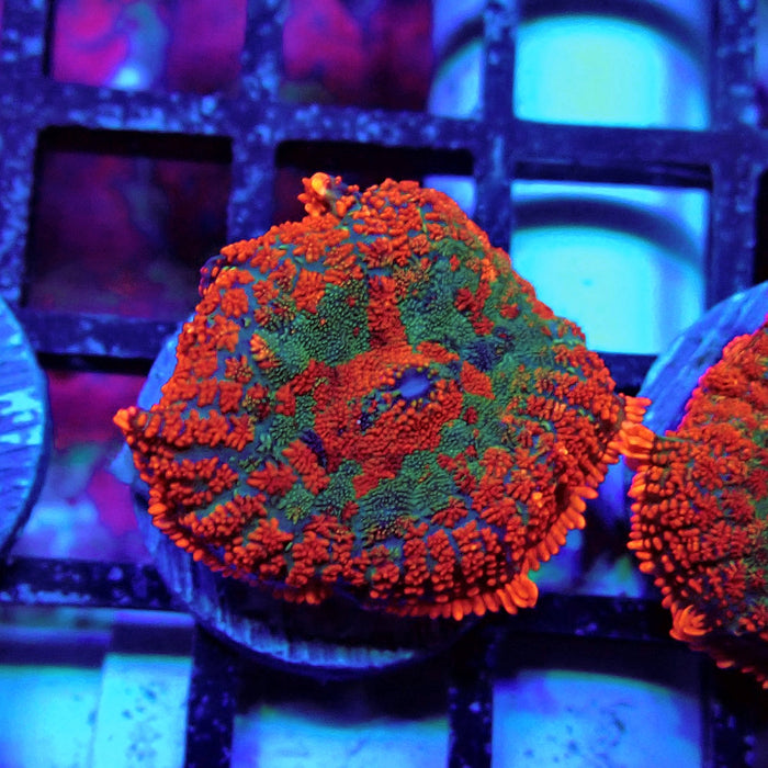Red Rainbow Mushroom