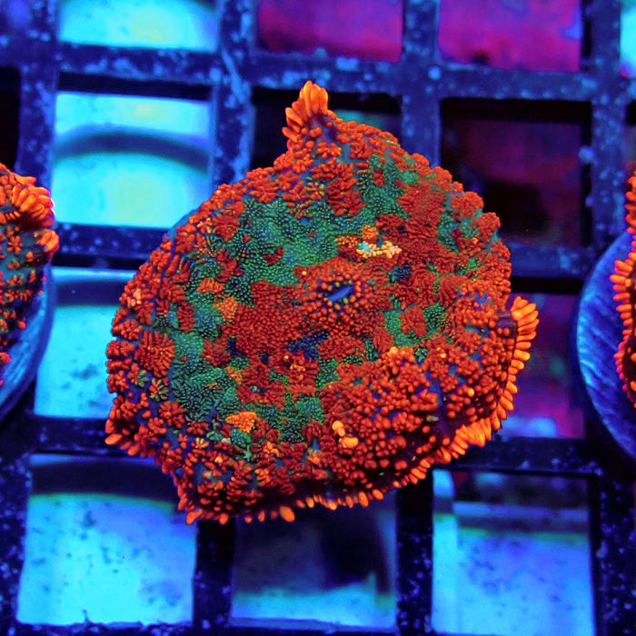 Red Rainbow Mushroom
