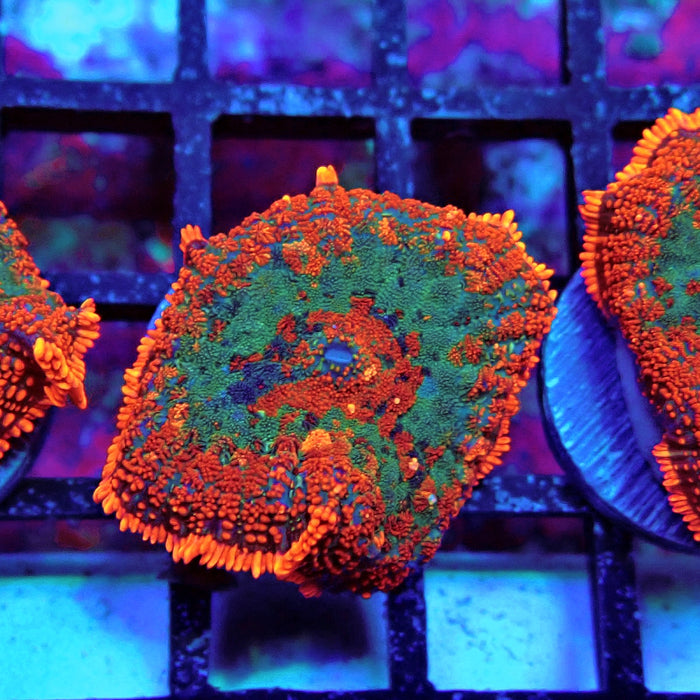 Red Rainbow Mushroom