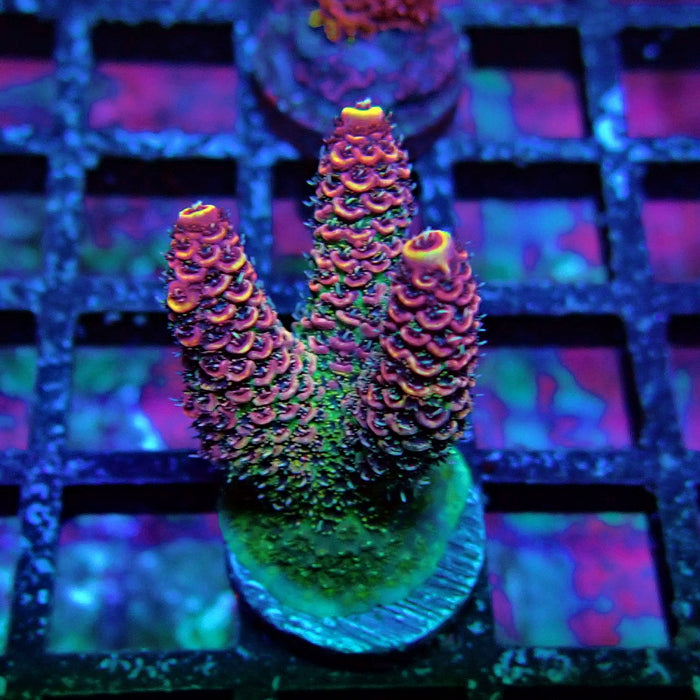 Triple Crazy Contrast Mille Acro
