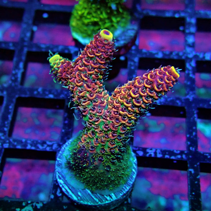 Triple Crazy Contrast Mille Acro