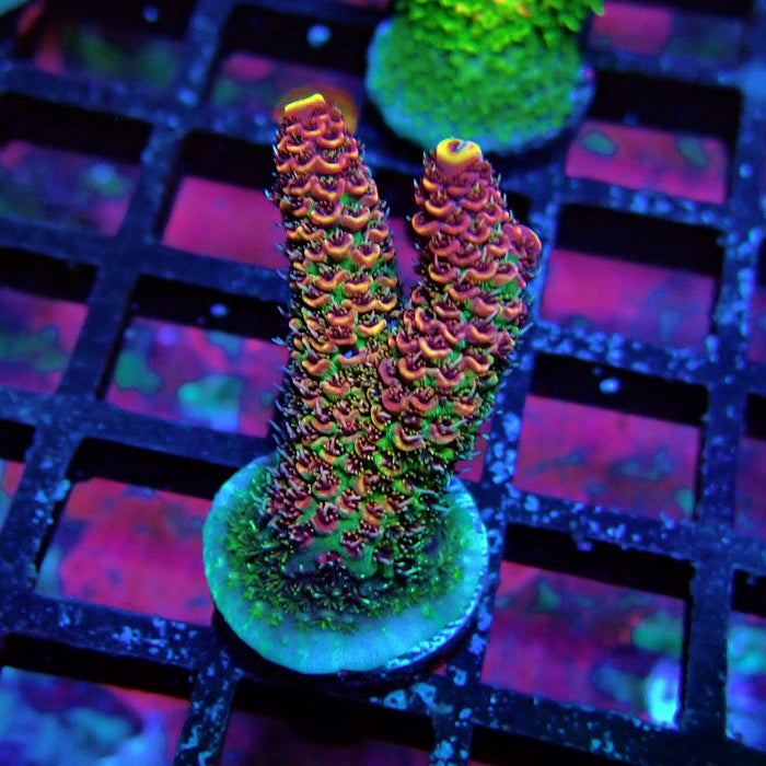Triple Crazy Contrast Mille Acro