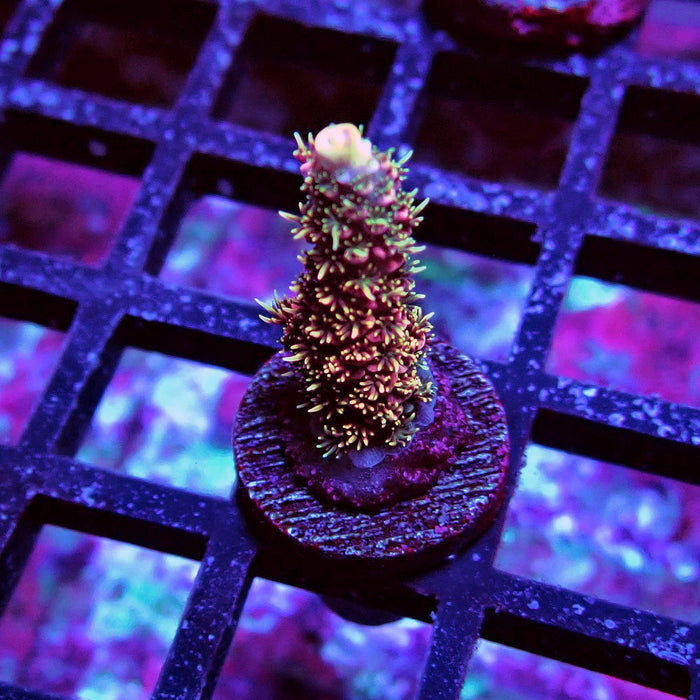 REx Crazy Pink Mille Acro