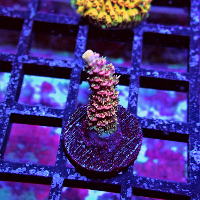 REx Crazy Pink Mille Acro