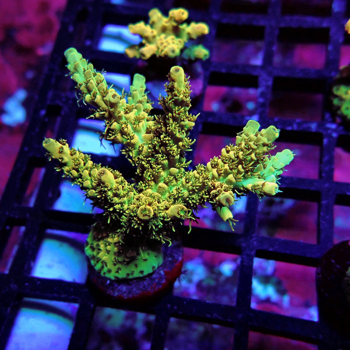 Gold Selago Acro