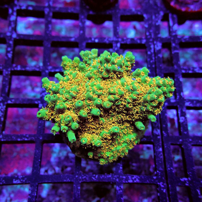 Green Gold Table Acro