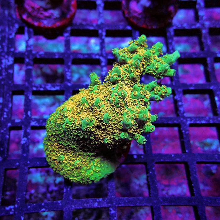 Green Gold Table Acro