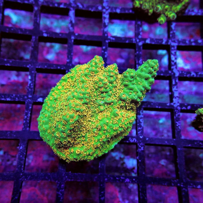 Green Gold Table Acro
