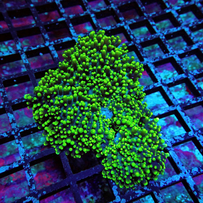Green Fuzzy Rhodactis Mushroom