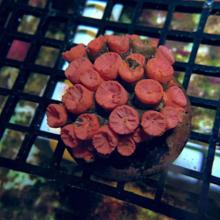 Tubastraea Coral Colony