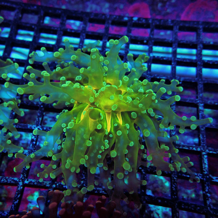 Green Metallic Frogspawn Euphyllia