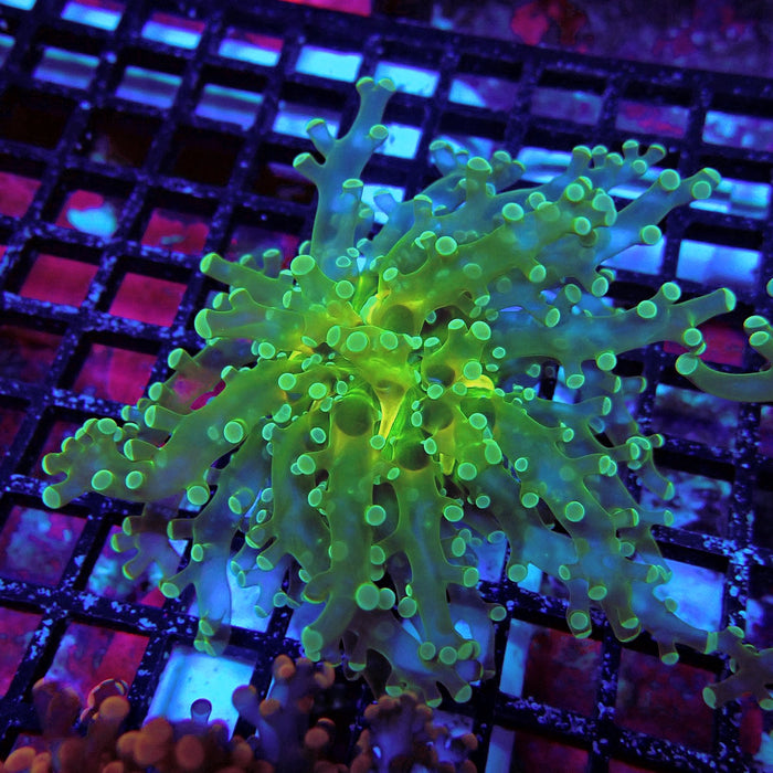 Green Metallic Frogspawn Euphyllia