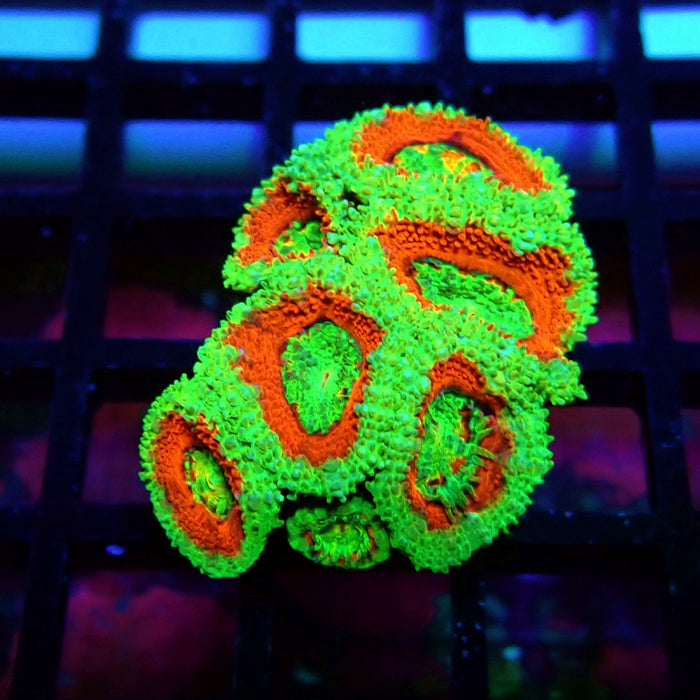 Acan Lord Coral Frag (2)