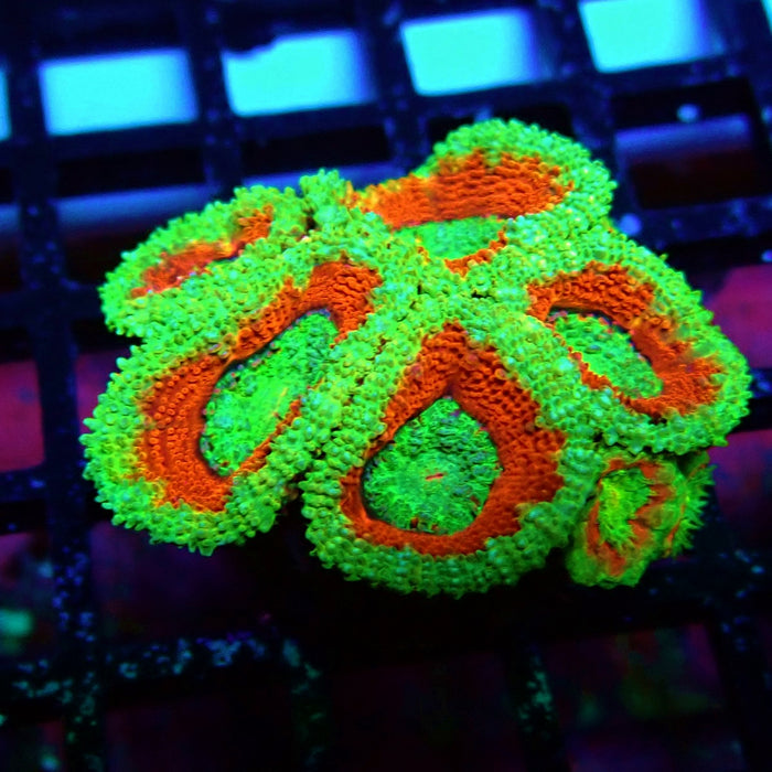 Acan Lord Coral Frag (2)