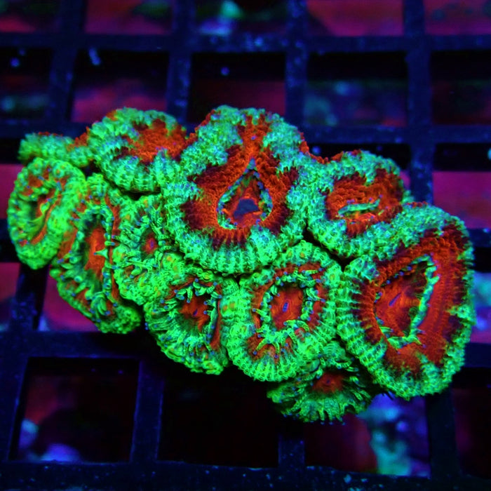 Acan Lord Coral Frag (6)