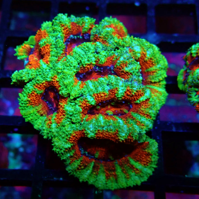 Acan Lord Coral Frag (6)
