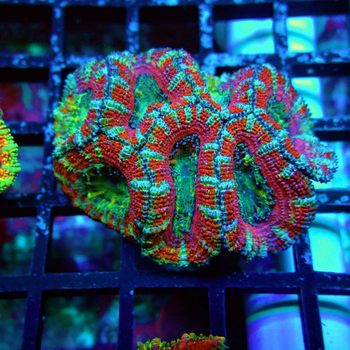 Acan Lord Coral Frag (27)
