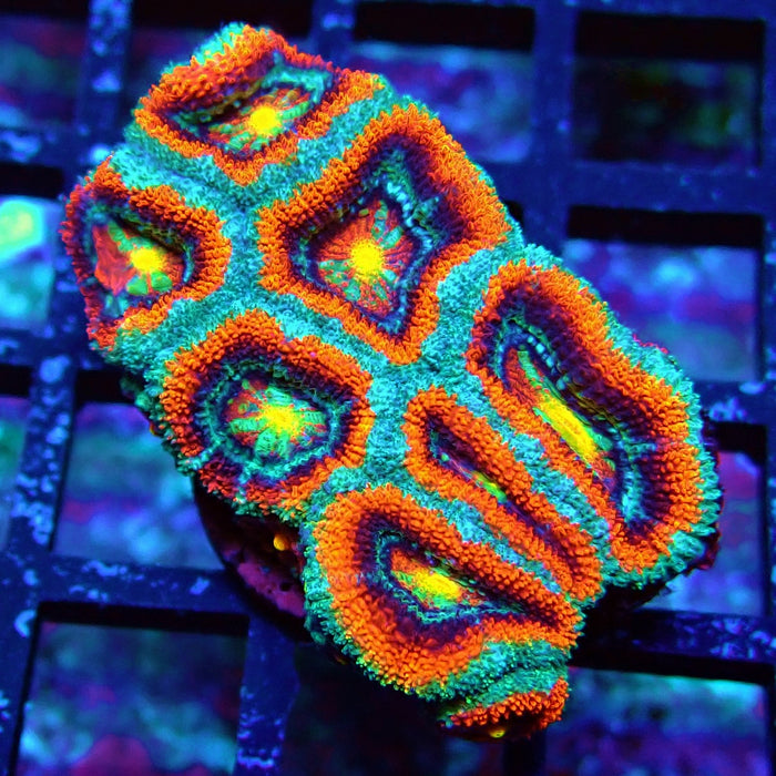Acan Lord Coral Frag (17)