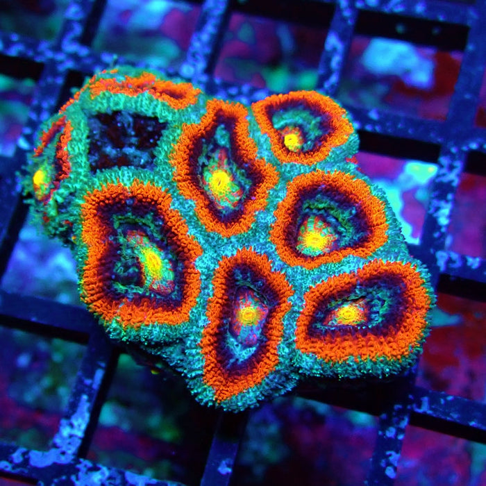 Acan Lord Coral Frag (17)