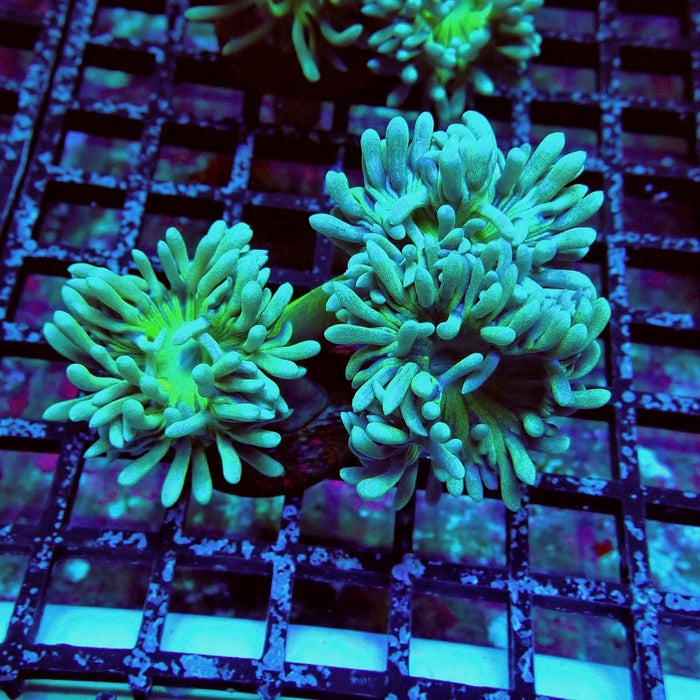 Duncan Coral Frag