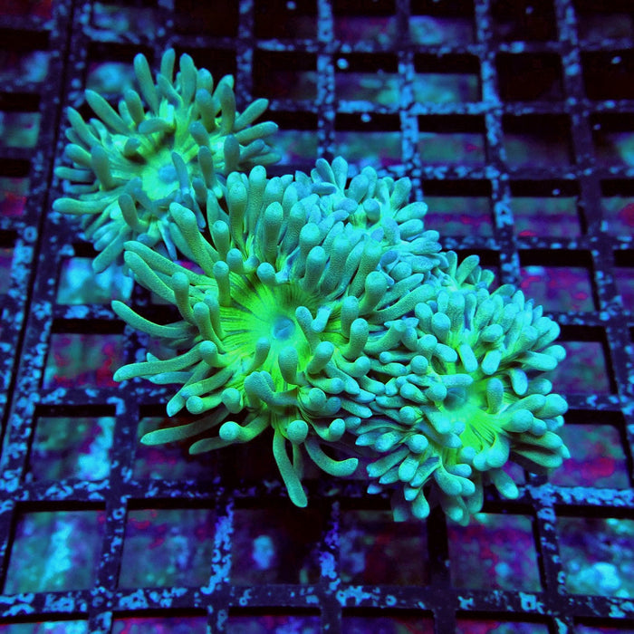 Duncan Coral Frag