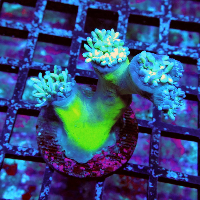 Duncan Coral Frag