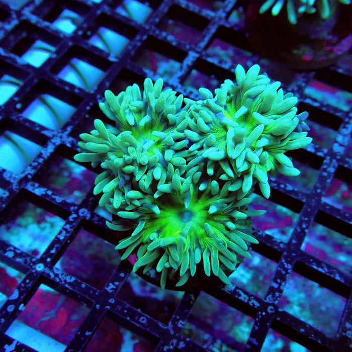 Duncan Coral Frag