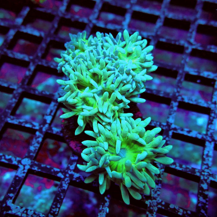 Duncan Coral Frag