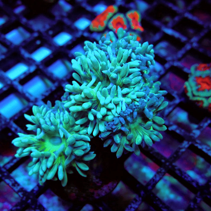 Duncan Coral Frag