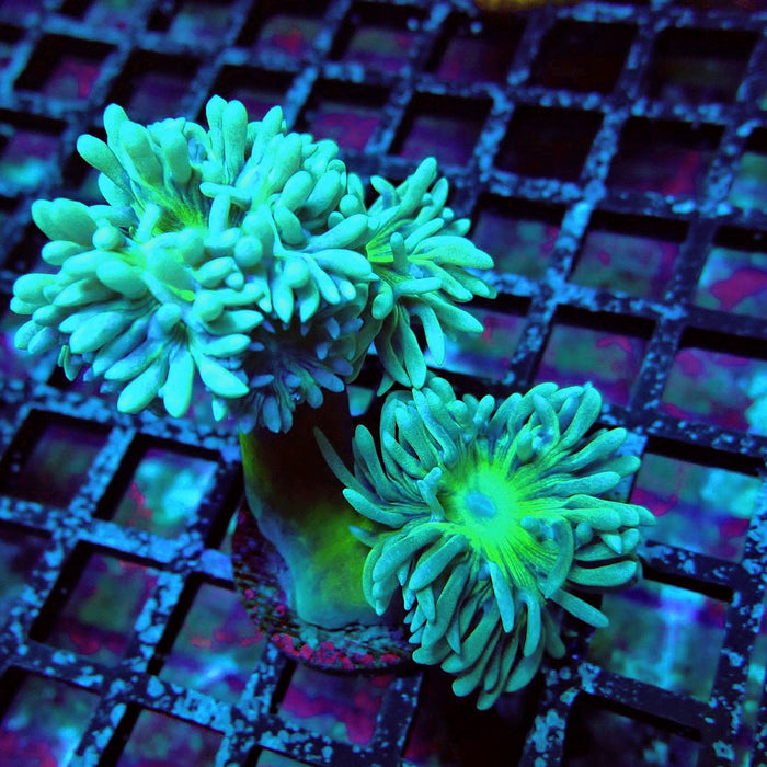 Duncan Coral Frag