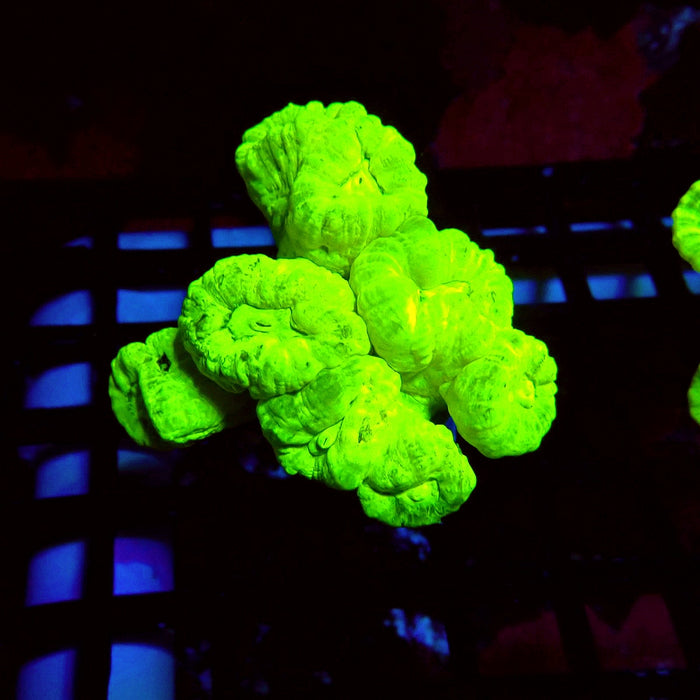 Ultra Neon Green Candy Cane