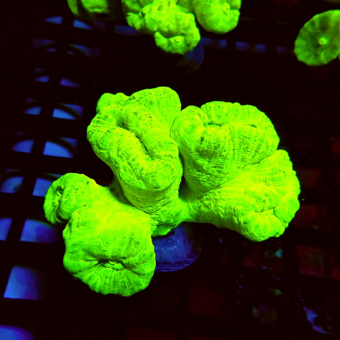 Ultra Neon Green Candy Cane