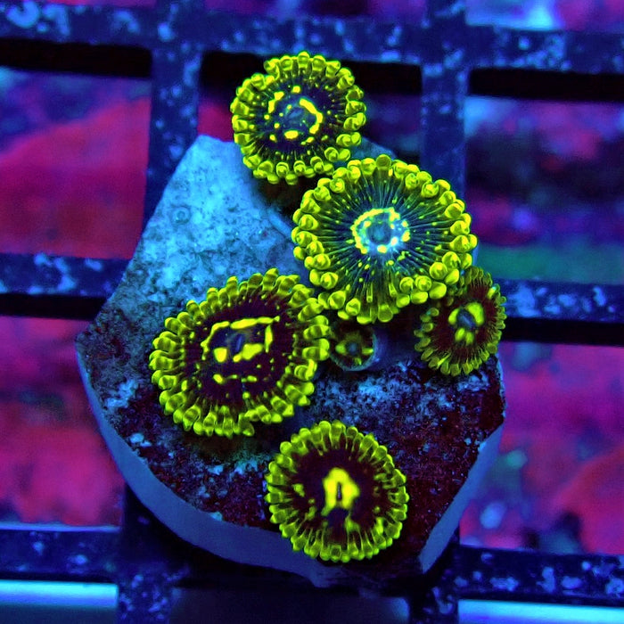 Exosphere Zoas