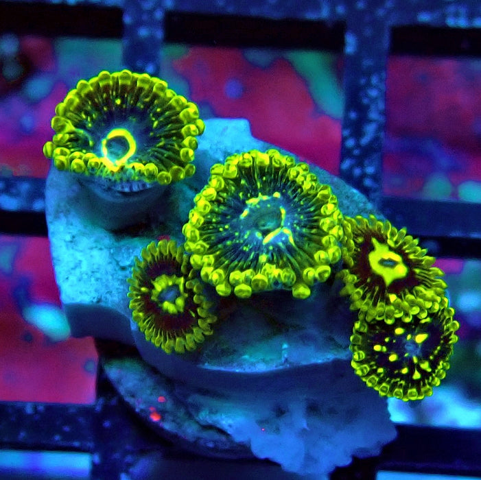Exosphere Zoas