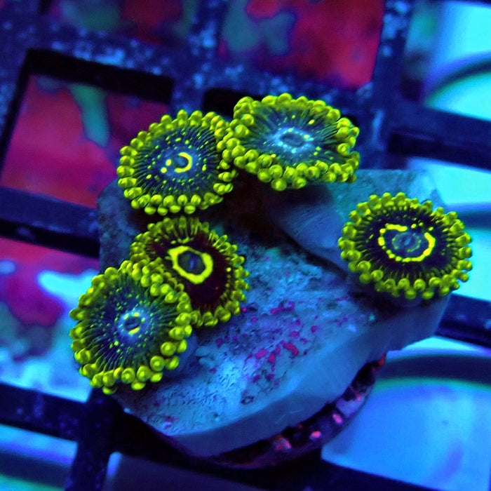 Exosphere Zoas