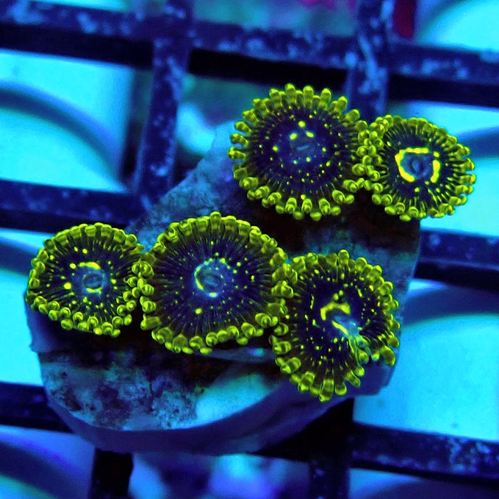 Exosphere Zoas