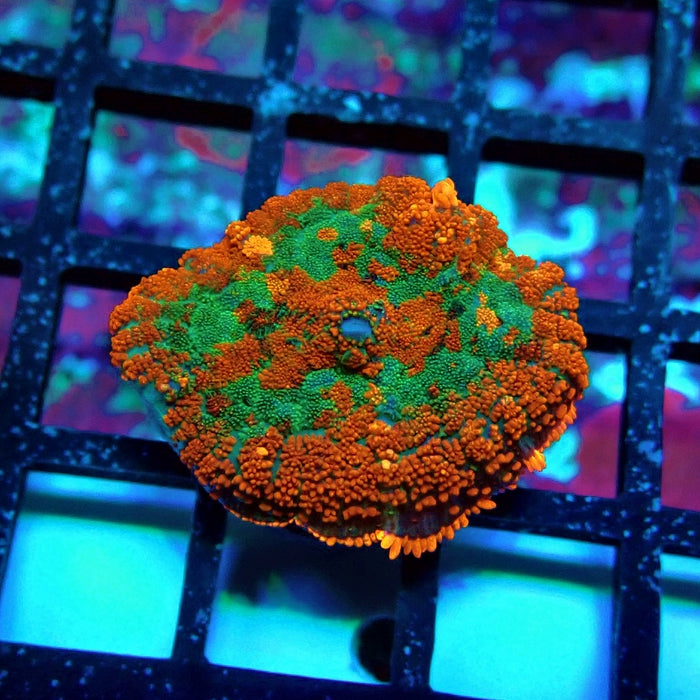 Red Rainbow Mushroom