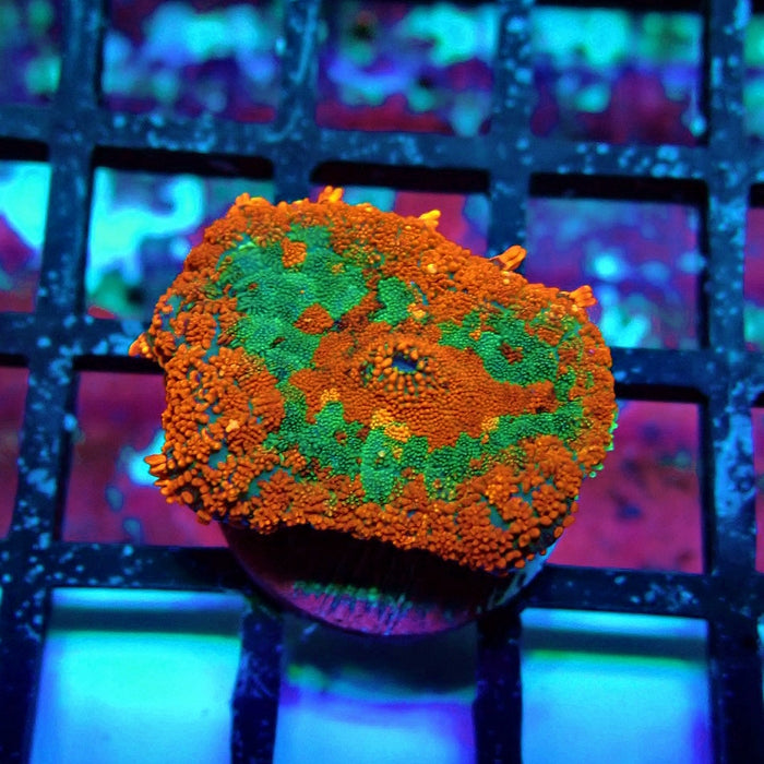 Red Rainbow Mushroom