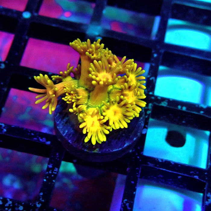 Super Rainbow Goniopora Frag (6)