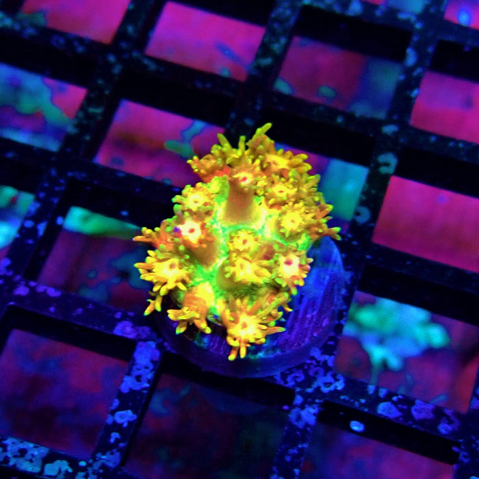 Super Rainbow Goniopora Frag (6)