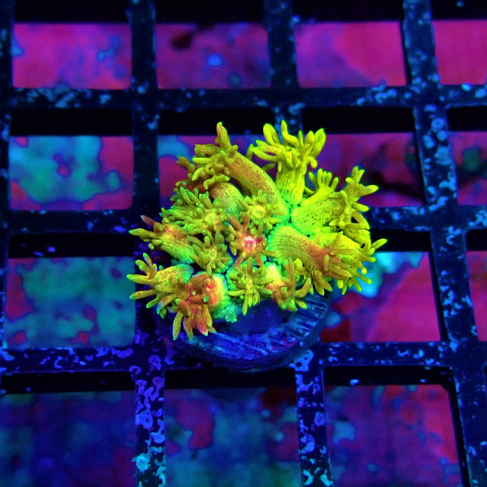 Super Rainbow Goniopora Frag (2)